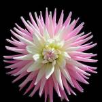 Prabhat Sharma Profile Picture